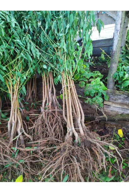 Саджанці персика Роял Глорі з голим коренем